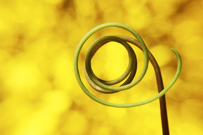 Looping vine